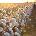 Cotton growing in a field with sun rising