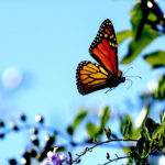 A butterfly is attracted to some purple flowers on a green plant under a blue sky