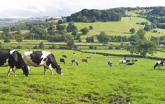 European regenerative ag searches for its scaling model
