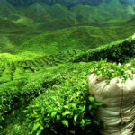 Green tea plantation, South Asia