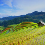 Rice fields, Asia