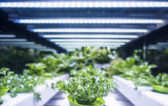 Greenhouse, vertical farming indoor ag, agtech