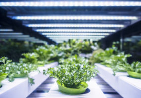 Greenhouse, vertical farming indoor ag, agtech