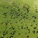 Cattle grazing in a green field