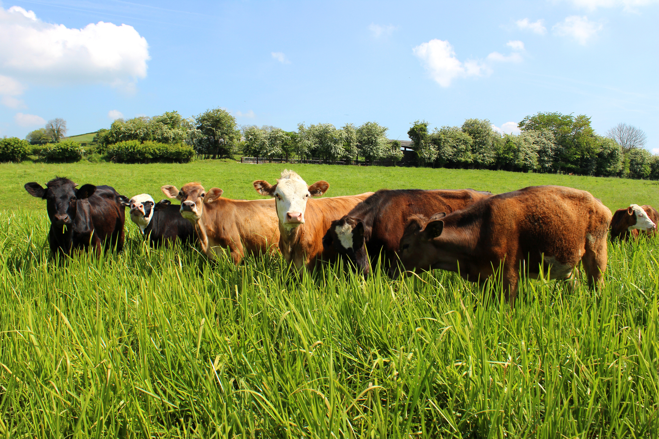 Rabobank highlights beef sustainability approaches | Agri Investor