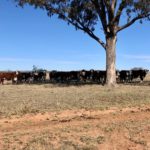 Wide shot of cattle grazing under a tree in a field in Queensland, Australia