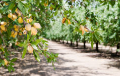 Almond nut trees in orchard, permanent crop