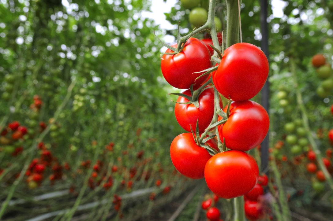 Tomato Greenhouse Tomato, greenhouse, indoor ag, CEA