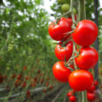 Tomato, greenhouse, indoor ag, CEA