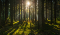 Briefing: Forest Investment Associates becomes fully employee-owned Forestry