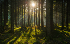 Forestry