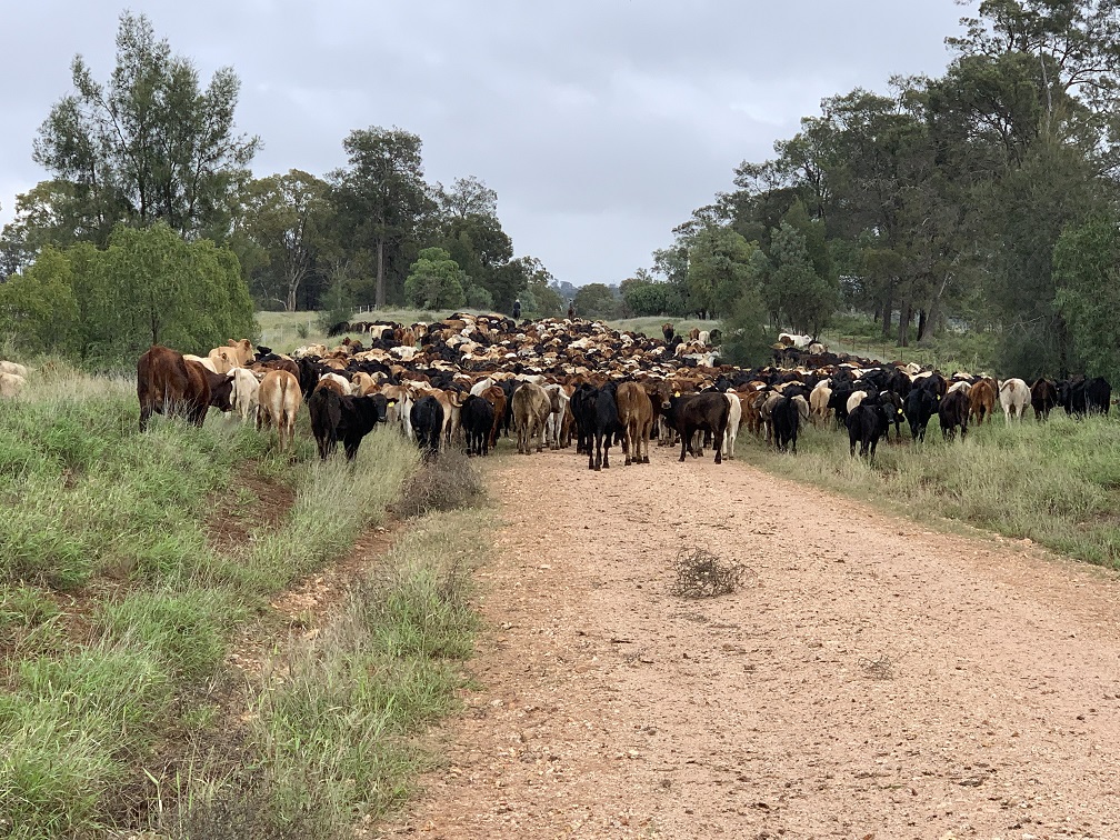Packhorse sells two assets to Gina Rinehart’s Hancock Agriculture