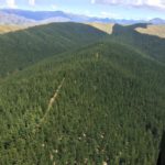 Aerial shot of timber plantation in New Zealand owned by New Forests