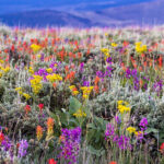 An area where reclamation has happened through plating native seeds