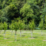 Tree nursery