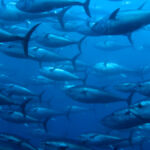 INVL strikes deals for two Lithuanian fish processors Fish swimming in blue water