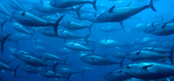 Fish swimming in blue water