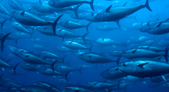 Fish swimming in blue water