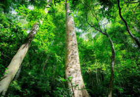 Green trees in forest.