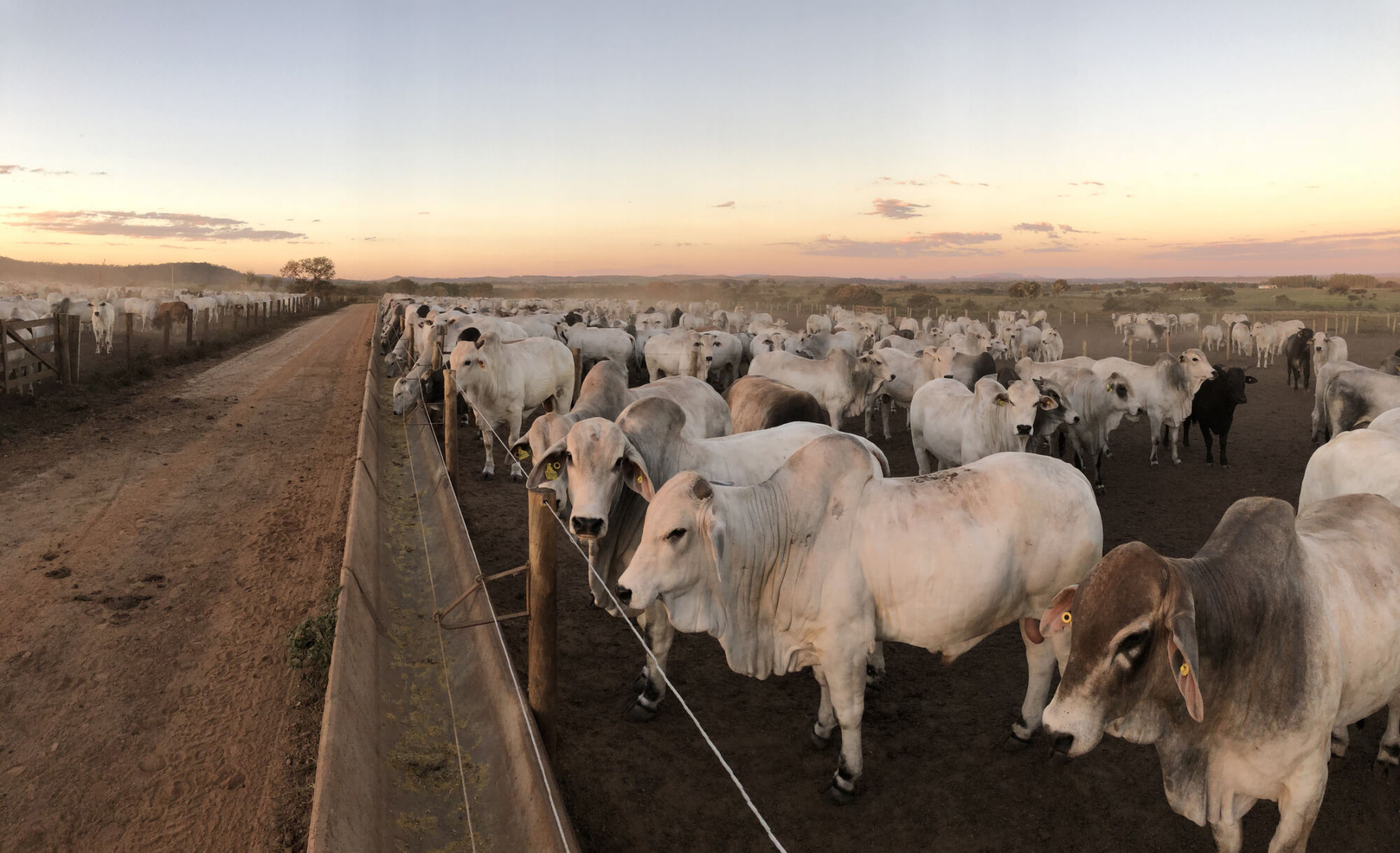 Ranching company acquires stake in Cobalt Cattle | Agri Investor
