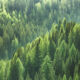 BNP Paribas Forest Future Fund closes debut timber deals Evergreen trees in forest of spruce, fir and pine