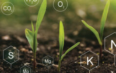 Fertilization and the role of nutrients in plant life. Soil with digital mineral nutrients