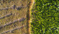 Aerial view of dirt road through contrasting deforestation and pine forest regrowth in logging environment.