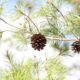 The crowns of the longleaf pine tree