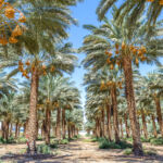Date palm