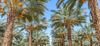 Date palm