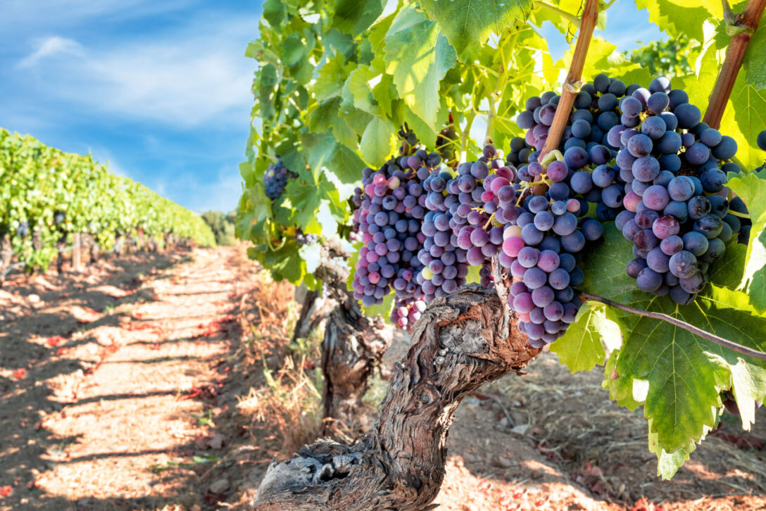 Grape, vineyard, Agriculture, permanent crops Vineyard
