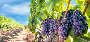 Vineyard