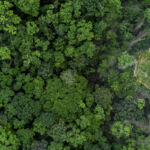 Aerial top view green forest with globe earth, Green planet in your hands, Save Earth, Texture of forest view from above ecosystem and healthy environment, Globe and forest.