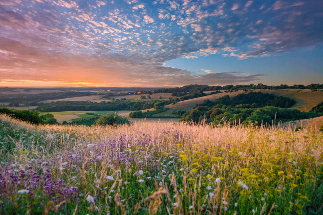 UK meadow, biodiversity, ecosystem, nature Wild meadow
