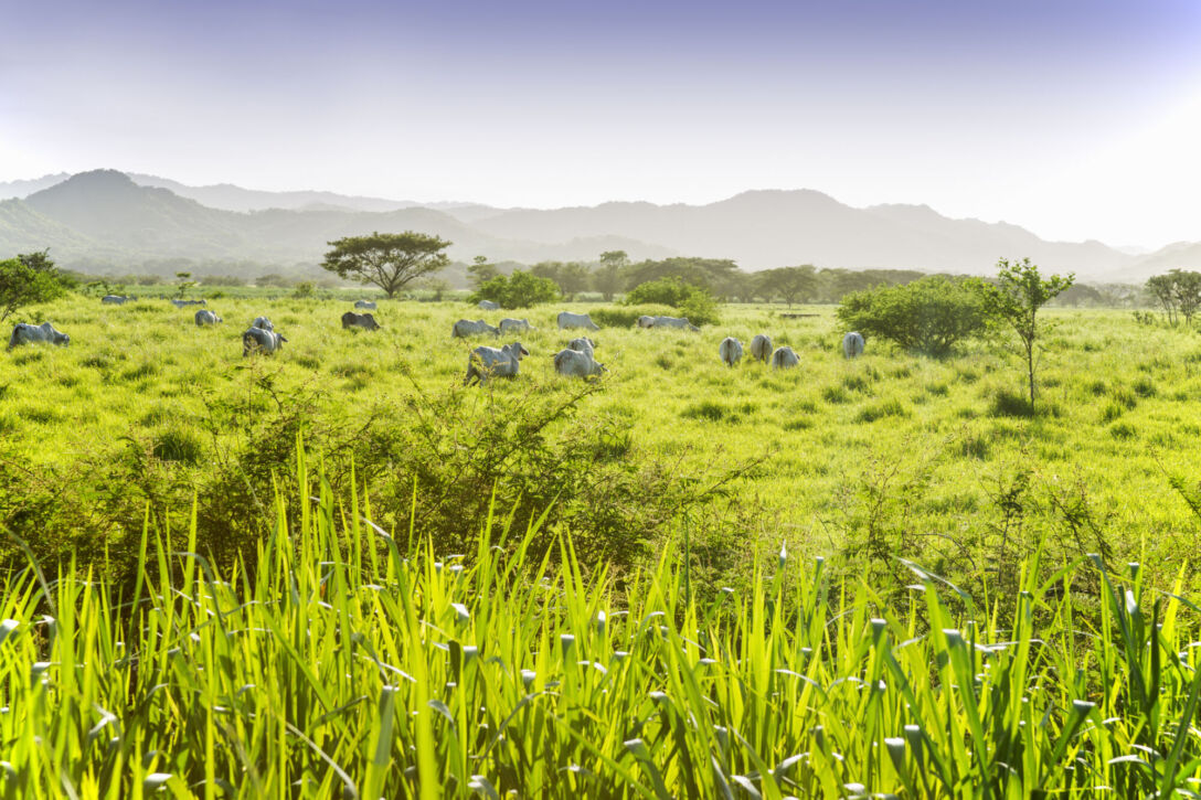 Costa Rica, farm, carbon credit, Costa Rica farm