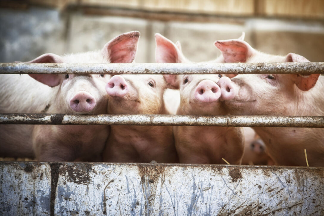 Pig farm