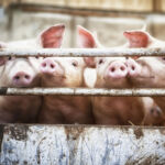 Pig farm