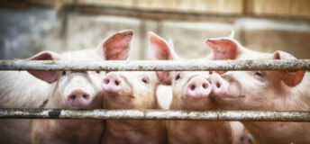 Pig farm