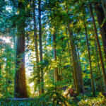 Douglas Fir forestry