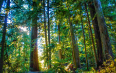 Douglas Fir forestry