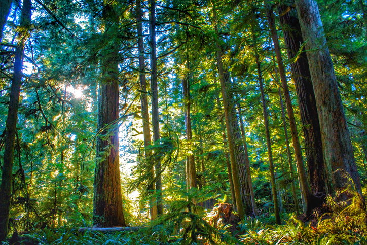 Douglas Fir, forest, timber, natural capital Douglas Fir forestry