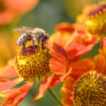 Brunel pension pool lines up new natural capital mandate Honey bee