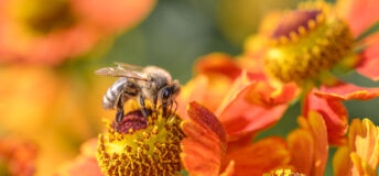 Honey bee