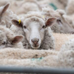 Group of sheep in sheep pen ready for shearing