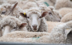 Group of sheep in sheep pen ready for shearing