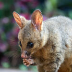 The brushtail possum (Trichosurus vulpecula), a nocturnal and arboreal marsupial native to Australia and New Zealand, is known for its distinctive bushy tail, adaptable urban lifestyle, and herbivorous diet consisting of leaves, fruits, and insects.