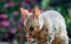 The brushtail possum (Trichosurus vulpecula), a nocturnal and arboreal marsupial native to Australia and New Zealand, is known for its distinctive bushy tail, adaptable urban lifestyle, and herbivorous diet consisting of leaves, fruits, and insects.