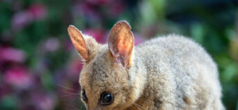 The brushtail possum (Trichosurus vulpecula), a nocturnal and arboreal marsupial native to Australia and New Zealand, is known for its distinctive bushy tail, adaptable urban lifestyle, and herbivorous diet consisting of leaves, fruits, and insects.