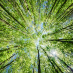 Forest canopy
