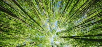 Forest canopy
